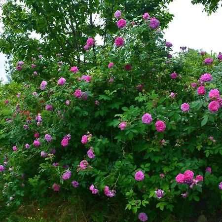 Casale Dionisia, Santa Maria Di Castellabate, Iris