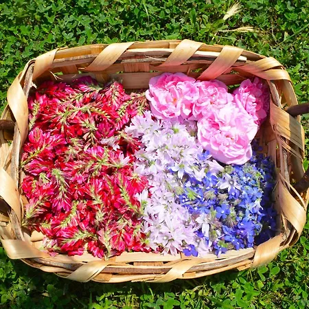 Casale Dionisia, Santa Maria Di Castellabate, Iris