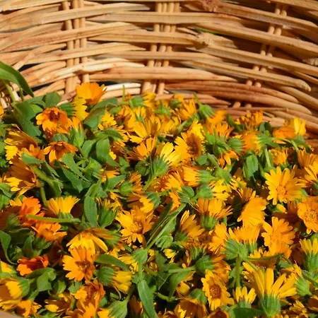 カントリーハウス Casale Dionisia, Santa Maria Di Castellabate, Iris