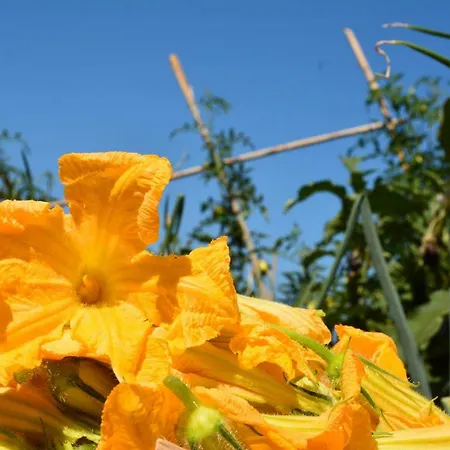 Casale Dionisia, Santa Maria Di Castellabate, Iris カントリーハウス *