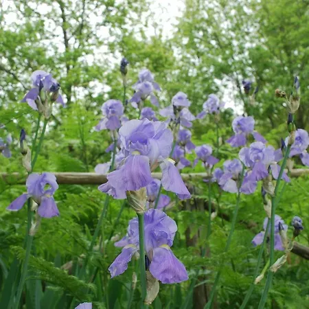 Casale Dionisia, Santa Maria Di Castellabate, Iris