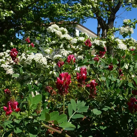 カントリーハウス Casale Dionisia, Santa Maria Di Castellabate, Iris *